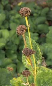 Image result for Telekia speciosa