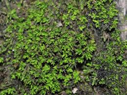 Attēlu rezultāti vaicājumam “Gymnostomum calcareum”