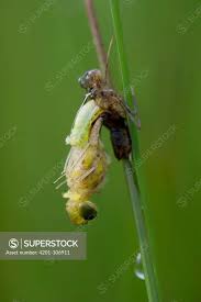Attēlu rezultāti vaicājumam “Sympetrum danae”