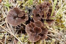 Attēlu rezultāti vaicājumam “Thelephora penicillata”