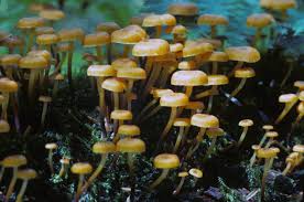 Attēlu rezultāti vaicājumam “Xeromphalina campanella”