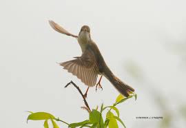 Attēlu rezultāti vaicājumam “Sylvia communis”
