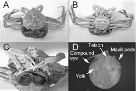 Image result for Chionoecetes opilio