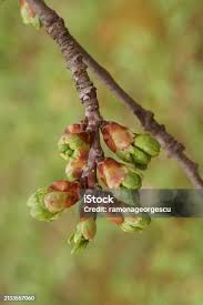 Attēlu rezultāti vaicājumam “Cerasus bud”