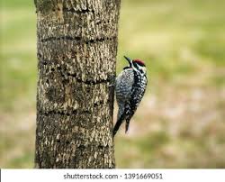 Image result for Sphyrapicus varius