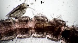 Attēlu rezultāti vaicājumam “Chironomidae larva”