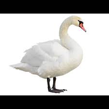 Attēlu rezultāti vaicājumam “Cygnus olor adult”