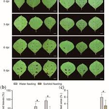 Attēlu rezultāti vaicājumam “Populus simonii leaf”