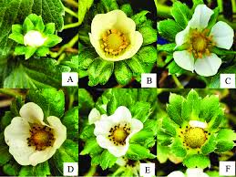Attēlu rezultāti vaicājumam “Fragaria x ananassa flower”