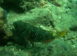 Image result for Sparisoma rubripinne