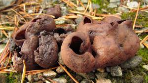 Attēlu rezultāti vaicājumam “Peziza badia”