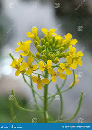 Attēlu rezultāti vaicājumam “Erysimum cheiranthoides”