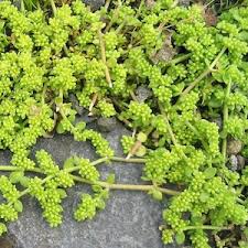 Attēlu rezultāti vaicājumam “Herniaria glabra leaf”