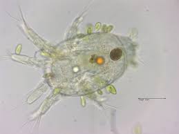 Attēlu rezultāti vaicājumam “Copepoda”