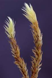 Attēlu rezultāti vaicājumam “Aulacomnium”