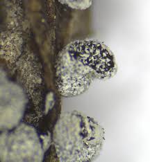 Attēlu rezultāti vaicājumam “Physarum luteolum spores”