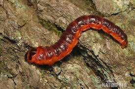 Attēlu rezultāti vaicājumam “Cossus cossus”