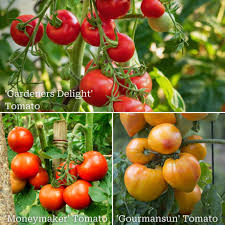 Afbeeldingsresultaat voor caspian pink tomato