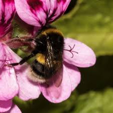 Attēlu rezultāti vaicājumam “Bombus terrestris”