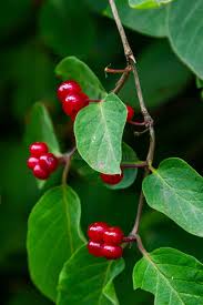 Attēlu rezultāti vaicājumam “Lonicera xylosteum fruit”