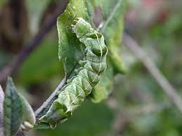 Attēlu rezultāti vaicājumam “Melanchra persicariae larva”