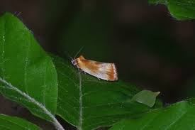 Attēlu rezultāti vaicājumam “Eulia ministrana”