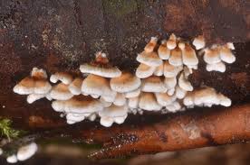 Attēlu rezultāti vaicājumam “Plicaturopsis crispa”