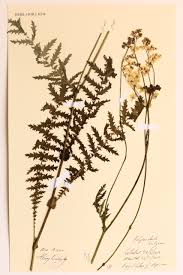 Image result for Filipendula vulgaris