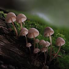 Attēlu rezultāti vaicājumam “Mycena viscosa”