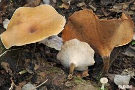 Attēlu rezultāti vaicājumam “Polyporus tubaeformis”