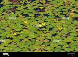 Image result for Seekanne