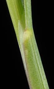 Attēlu rezultāti vaicājumam “Poa remota leaf”