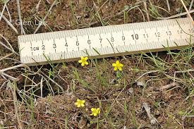 Attēlu rezultāti vaicājumam “Ranunculus flammula”