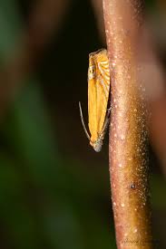 Attēlu rezultāti vaicājumam “Lathronympha strigana”