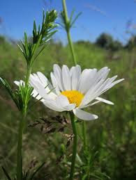 Attēlu rezultāti vaicājumam “Leucanthemum vulgare flower”