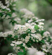Attēlu rezultāti vaicājumam “Cotoneaster multiflorus leaf”