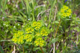 Attēlu rezultāti vaicājumam “Euphorbia virgata flower”