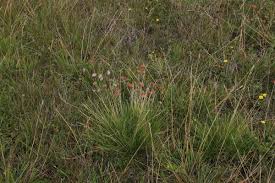 Attēlu rezultāti vaicājumam “Nardus stricta flower”