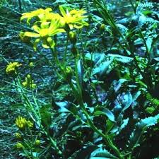 Attēlu rezultāti vaicājumam “Jacobaea paludosa leaf”