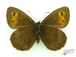 Attēlu rezultāti vaicājumam “Erebia aethiops underside”