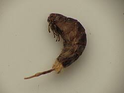 Attēlu rezultāti vaicājumam “Psyche casta”