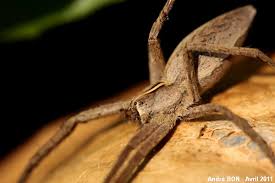 Attēlu rezultāti vaicājumam “Pisaura mirabilis cocoon”