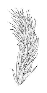 Attēlu rezultāti vaicājumam “Brachythecium campestre”