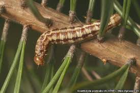 Attēlu rezultāti vaicājumam “Acantholyda posticalis”