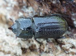 Attēlu rezultāti vaicājumam “Sinodendron cylindricum female”
