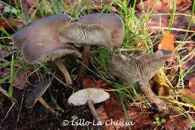 Image result for Melanoleuca rasilis var. pseudoluscina