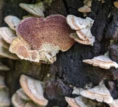 Attēlu rezultāti vaicājumam “Trichia ambigua spores”