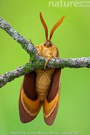 Attēlu rezultāti vaicājumam “Lasiocampa quercus”