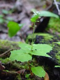 Attēlu rezultāti vaicājumam “Circaea alpina leaf”