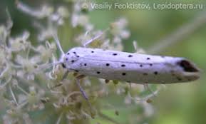 Attēlu rezultāti vaicājumam “Yponomeuta evonymella imago”